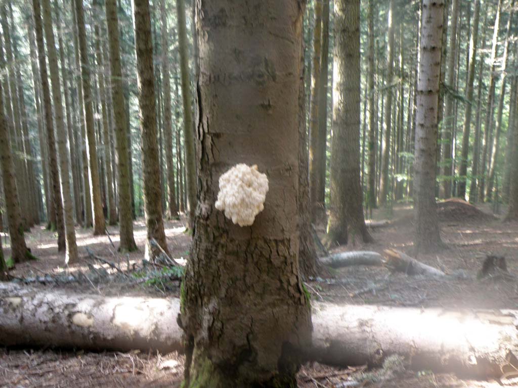 Foresta di Campigna - Funghi da determinare